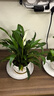 行湘白掌盆栽一帆風(fēng)順綠植盆栽花卉室內好養 小白掌+早安盆 源頭直發(fā) 曬單實(shí)拍圖