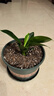 新特價(jià)大葉金鉆綠公主盆栽植物除甲醛綠植辦公室四季常青室內擺放 【1盆】金鉆+基地原盆 含盆高度15-20厘米 曬單實(shí)拍圖
