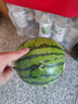 西亳正宗冰糖 無(wú)籽麒麟西瓜 香甜多汁 新鮮水果 無(wú)籽麒麟瓜 7-9斤/1個(gè) 曬單實(shí)拍圖