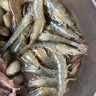 鮮活大海白蝦300g（約12-18只） 曬單實(shí)拍圖