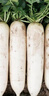 北蔬 白蘿卜種子甜脆南北方秋冬季蔬菜種籽 白玉蘿卜種子10g約1200粒 曬單實(shí)拍圖