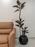花城水調橡皮樹(shù)黑金剛盆栽綠植室內客廳辦公桌面綠植盆景四季好養造型植物 90-110cm+米白圓球盆 曬單實(shí)拍圖