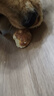 狗狗零食果蔬樂(lè )芙咕嚕球潔齒磨牙大中小型犬訓練獎勵耐咬牛皮蛋黃 小號（2寸）2只裝（單只約50g） 3包（買(mǎi)2送1 免費1包 ） 曬單實(shí)拍圖