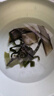 大連 鮮海帶 鹽漬裙帶菜梗  鹽漬海白菜裙帶菜蝦皮湯火鍋食材 鹽漬裙帶菜梗500g【筆筆省】 曬單實(shí)拍圖