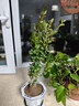 邇英閣黃楊盆景耐寒辦公室內盆栽四季常青好養客廳花卉庭院樹(shù)苗桌 黃楊盆栽35厘米高 不含盆  根部帶土球發(fā)貨  包成活 曬單實(shí)拍圖