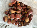 【東東農場(chǎng)專(zhuān)供】25年丹東新板栗生板栗炒菜專(zhuān)用新鮮蔬菜生鮮 25年新下樹(shù) 2斤 送栗爪 曬單實(shí)拍圖
