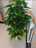 愛(ài)優(yōu)尚大葉綠蘿柱盆栽客廳大型綠植辦公室內除甲醛凈化空氣綠籮源頭直發(fā) 曬單實(shí)拍圖