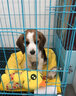 帥帥名寵北京送貨上門(mén)比格小獵犬 米格魯  幼崽活體視頻挑選  狗狗活物 寵物級 二 曬單實(shí)拍圖
