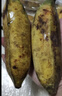 粵品廣東茂名高州正宗【大芭蕉】新鮮香蕉水果自然熟整箱蘋(píng)果蕉粉蕉甜 大芭蕉5斤【精選大果】 曬單實(shí)拍圖