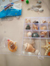 天然海螺貝殼套餐 標本螺海星禮盒海洋生物科普幼兒園科教擺件 套餐七 曬單實(shí)拍圖