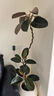 花城水調黑金剛橡皮樹(shù)客廳綠植大盆栽造型室內四季好養辦公室陽(yáng)臺大型植物 橡皮樹(shù)1.3-1.5m+原土膠盆 曬單實(shí)拍圖