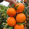 京地達四川愛(ài)媛38號果凍橙凈重8斤大果15-18粒柑橘桔子水果源頭直發(fā) 曬單實(shí)拍圖
