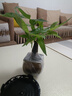 八芽盆栽發(fā)財樹(shù)植物室內禪意招財樹(shù)盆景辦公室桌面綠植源頭直發(fā)包郵 單粗桿發(fā)財樹(shù)-山居盆-大密胺托盤(pán) 含盆 曬單實(shí)拍圖