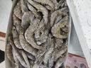 萬(wàn)景 北海鮮凍白蝦 國產(chǎn)白蝦 單凍無(wú)冰凈重4斤 100-120只 家庭聚餐  曬單實(shí)拍圖