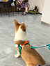 petlimit狗狗牽引繩遛狗鏈子小中型幼犬胸背帶網(wǎng)紅狗繩 青桔L套裝 曬單實(shí)拍圖