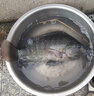 野釣者釣魚(yú)餌料鯽魚(yú)鯉魚(yú)草魚(yú)羅非青魚(yú)黑坑通殺魚(yú)飼料直接掛鉤顆粒 【1瓶小顆粒+1瓶大顆?！克碗p鉤 曬單實(shí)拍圖