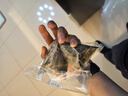 五芳齋 中華老字號 嘉興特產(chǎn)粽子袋裝 端午節團購量販裝肉粽早餐棕禮袋 五芳佳悅1000克（6個(gè)肉4個(gè)甜） 曬單實(shí)拍圖