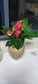 紅掌水培盆栽室內易養水生花卉白掌綠植一帆風(fēng)順客廳觀(guān)花植物粉掌 紅掌1顆（不含其他） 整體高度（28-35cm） 曬單實(shí)拍圖