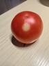 新鮮沙瓤西紅柿自然成熟現摘現發(fā)番茄下蔬菜生鮮減肥單果80g+ 新鮮西紅柿 5斤 帶箱 曬單實(shí)拍圖