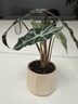 發(fā)財樹(shù)盆栽吉利紅室內客廳綠植花卉辦公室桌面耐陰四季好養活植物 大仙女海芋（歐式浮雕盆） 送花肥 曬單實(shí)拍圖