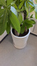 綠韻花田【2小時(shí)達】發(fā)財樹(shù)虎尾蘭幸福樹(shù)平安樹(shù)喬遷好養綠植開(kāi)業(yè)喬遷送禮 步步高發(fā)財樹(shù) 曬單實(shí)拍圖