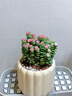 植造江嵐錢(qián)串罕見(jiàn)稀有多肉植物小盆栽辦公室內面綠植懶人花好養活 錢(qián)串（提蘇米拉盆+接水盤(pán)） 帶盆栽好 曬單實(shí)拍圖