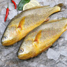 東上御品 國產(chǎn) 新鮮冷凍深海整條大黃花魚(yú)凈重800g-900g/條*2條-源頭直發(fā) 曬單實(shí)拍圖