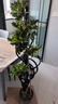 嘆為觀(guān)止大型植物發(fā)財樹(shù)各種大顆盆栽開(kāi)業(yè)喬遷客廳辦公室內好養大型花卉 造型鴨腳木【1.5-1.7米】 含盆 曬單實(shí)拍圖