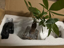 八芽盆栽發(fā)財樹(shù)植物室內禪意招財樹(shù)盆景辦公室桌面綠植源頭直發(fā)包郵 單粗桿發(fā)財樹(shù)-山居盆-大密胺托盤(pán) 含盆 曬單實(shí)拍圖