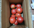 新鮮沙瓤西紅柿自然成熟現摘現發(fā)番茄下蔬菜生鮮減肥單果80g+ 新鮮西紅柿 2斤 帶箱 曬單實(shí)拍圖