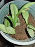 廣東菜苗正宗甜麥高州甜麥菜新鮮蔬菜成活陽(yáng)臺苗現發(fā)貨圓葉四季 圓葉甜麥菜苗20棵 曬單實(shí)拍圖