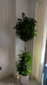 植男植女三層幸福樹(shù)造型綠寶盆栽客廳室內大型綠植辦公室喬遷新居源頭直發(fā) 曬單實(shí)拍圖
