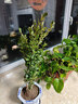 邇英閣黃楊盆景耐寒辦公室內盆栽四季常青好養客廳花卉庭院樹(shù)苗桌 黃楊盆栽35厘米高 不含盆  根部帶土球發(fā)貨  包成活 曬單實(shí)拍圖