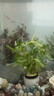 七葉島水草魚(yú)缸造景水草植物直接入缸水培植物蜈蚣草水溶懶人造景整套 【精品級】紅波+丁香（送凈水環(huán)） 曬單實(shí)拍圖