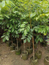 甜橄欖樹(shù)樹(shù)苗嫁接三棱脆甜青橄欖苗四季盆栽地栽帶土帶葉當年結果 烏欖 四年苗 曬單實(shí)拍圖