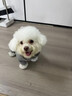POPOCOLA小狗狗衣服羽絨秋冬季泰迪比熊雪納瑞小型犬寵物保暖棉服冬裝 灰色四腳面包服 M【建議6-8斤】 曬單實(shí)拍圖