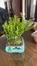 小葉赤楠盆景植物辦公花卉基地直銷(xiāo)批發(fā)綠植盆栽室內擺件花卉綠植 赤楠+方形山水盆+苔蘚+底座 曬單實(shí)拍圖