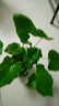 龍鱗春羽水培植物天堂鳥(niǎo)客廳綠蘿盆栽花卉富貴竹龜背竹好養的綠植 精品春羽20-25cm【3棵】送營(yíng)養液 曬單實(shí)拍圖
