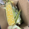 【云南高原玉米】現摘新鮮水果玉米新鮮甜玉米棒生鮮蔬菜可生吃 新鮮水果玉米 4斤 帶箱 300g起 曬單實(shí)拍圖
