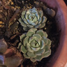 多肉植物小盆栽批發(fā)套裝多肉組合桃蛋玉露綠植花卉桌面陽(yáng)臺辦公桌 靜夜3-4cm不帶盆土 曬單實(shí)拍圖