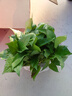 行湘綠蘿盆栽水培綠植新房除甲醛植物 180#原盆12盆+托盤(pán) 源頭直發(fā) 曬單實(shí)拍圖