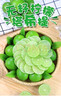 新鮮塔希提無(wú)籽青檸檬皮薄多汁新鮮應季水果奶茶店專(zhuān)用 凈重5斤 單果50g起 曬單實(shí)拍圖