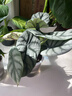 愛(ài)優(yōu)尚白犀牛海芋盆栽桌面植物天鵝絨竹芋花卉綠植四季可吸甲醛源頭直發(fā) 曬單實(shí)拍圖