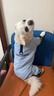 戴拉沛塔狗狗衣服小型犬冬季保暖四腳衣可牽引泰迪比熊雪納瑞冬款厚棉衣 好運藍色 2XL 建議11-15斤 曬單實(shí)拍圖