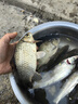 小鳳仙陰天尾浮漂野釣鯽鯉魚(yú)漂清晰靈敏醒目增亮加粗尾漸細尾綜合魚(yú)漂 S-NY02-1 吃鉛:1.5g 鯽鯉草鳊翹綜合魚(yú) 14目漸細 陰天尾單支裝 曬單實(shí)拍圖