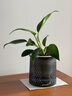 新特價(jià)大葉金鉆綠公主盆栽植物除甲醛綠植辦公室四季常青室內擺放 【1盆】金鉆+基地原盆 含盆高度15-20厘米 曬單實(shí)拍圖