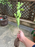 愛(ài)媛38號樹(shù)苗果凍橙果樹(shù)果苗盆栽象山紅美人樹(shù)苗橘子樹(shù)橙子水果樹(shù) 精品愛(ài)媛38號（紅美人）1棵 60cm(含)-69cm(含) 曬單實(shí)拍圖