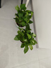 雙盟綠蘿盆栽除甲醛花卉綠植辦公室新房?jì)艋諝?80加侖4盆裝源頭直發(fā) 曬單實(shí)拍圖