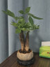 佰花錦發(fā)財樹(shù)桌面盆栽辦公室創(chuàng  )意植物懶人四季好養室內招財樹(shù)盆景綠植 【送底座】三桿發(fā)財樹(shù)+陶瓷蓮花盆+黑沙鋪面 整體高度20-30cm 曬單實(shí)拍圖