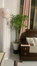 中夢(mèng)大型植物發(fā)財樹(shù)各種大顆盆栽開(kāi)業(yè)喬遷客廳辦公室內好養大型花卉 辮子發(fā)財樹(shù)【1.2-1.4米】 含盆 曬單實(shí)拍圖